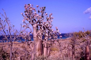 alberi a Socotra