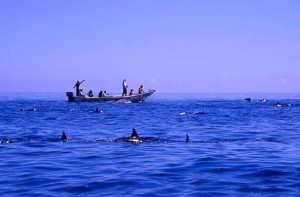 barca di delfini a Socotra