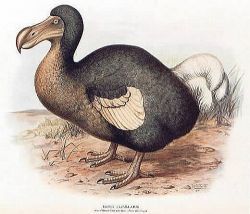 Dodo, uccello simbolo di Mauritius