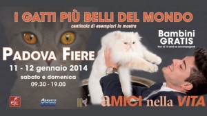 Expo Felina, Padova Fiere 11-12 gennaio 2014
