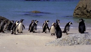 Cape Town, spiaggia dei pinguini