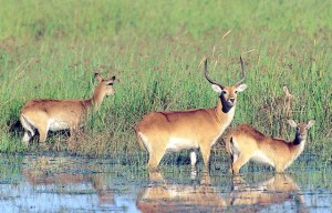 antilopi Tanzania