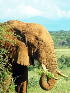 elefante Tanzania