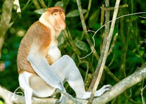 Borneo, Scimmia nasica, foto Giulio Badini