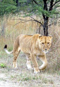 leonessa Zimbabwe