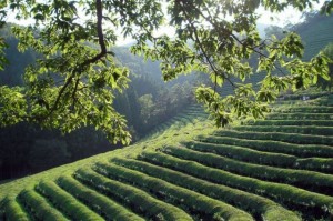 piantagioni di the verde, Corea del Sud