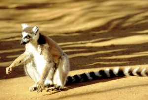 lemure, Madagascar