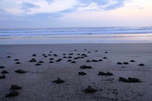 tartarughe Playa el Coco, Nicaragua