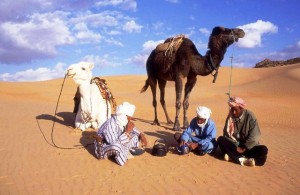 cammelli in Algeria