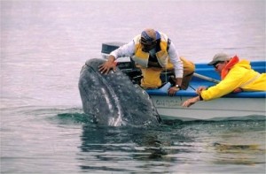 balene Baja California