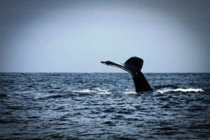 Perù whale