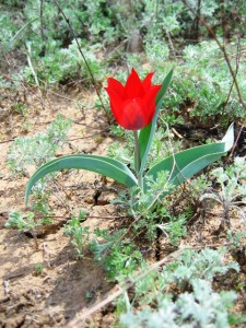 tulipano Kazakhstan